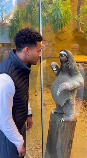 Man Challenges Sloth to a Dance Battle — What Happened Next Was Shocking!