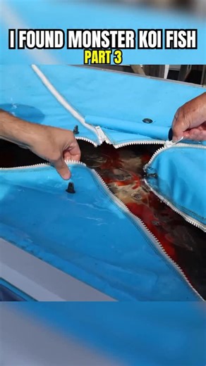 RawwFishing on Instagram: "I found MONSTER koi Fish! Part 3 of 6!"