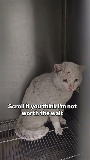 Can you drop a ❤️ for Casper and donate just $10 to help him recover and feel love again?