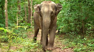 Preserving forests through organic honey