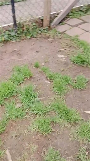 8.6K views · 120 reactions | "ALBI"- AVAILABLE FOR ADOPTION Rehoming...