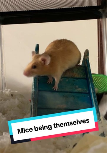 More mouse security footage #mousetok #mouseowner #overactive #timelapsevideo