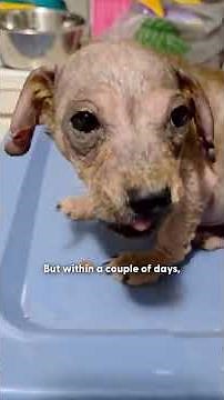 Puppy Living In A Tire To Escape Heat Can’t Stop Wagging His Tail Now | The Dodo