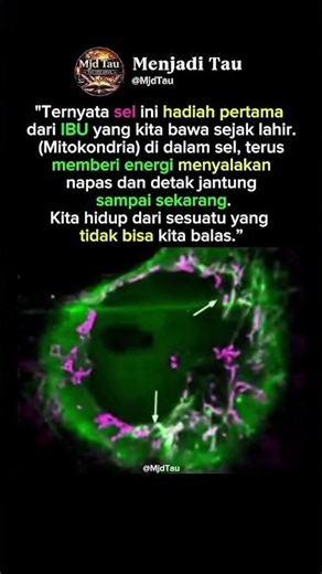 Ternyata DNA Mitokondria dari Ibu Masih Bekerja