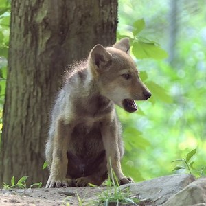 63K views · 7.3K reactions | Need a dose of wolf pup cuteness? Well then, this red wolf pup's squeaky howl should do the trick! Join the critically endangered 8-week-old now via LIVE webcam: bit.ly/2F1Jqs6 | Wolf Conservation Center | Facebook