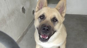 1.8K views · 54 reactions | RESCUED - moved to SAFE Album on 04/12...