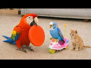 Smart And Funny Parrots Parrot Talking Videos Compilation (2026) - Cute Birds #10