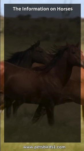 All About Horses: Fascinating Facts and Characteristics #pets_birds