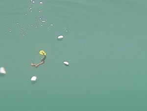 The PK Wobbler is one of the hottest lures of the summer. The unique multidirectional floating spinner has an action unlike anything else. Not only does the float more multidirectional but it also moves your bait multidirectional. The sudden pauses and change of direction. Are what trigger fish to bite. Available in 9 colors at PKLure.com | PK Lures