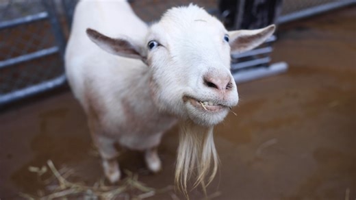 Happy World Goat Day! We want to introduce you to a very special goat that lives in our Kid's Cove petting zoo. His name is Grover and sometimes...he thinks he is a sheep. Check out why Grover likes to be a "goat in sheep's clothing."🐐🐑 | Zoo Knoxville