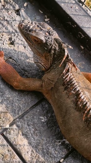 Flora And Fauna Munnar Eco Park #bird #animals