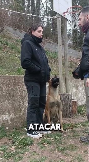 This is what a well-trained dog looks like #dog #dogtraining