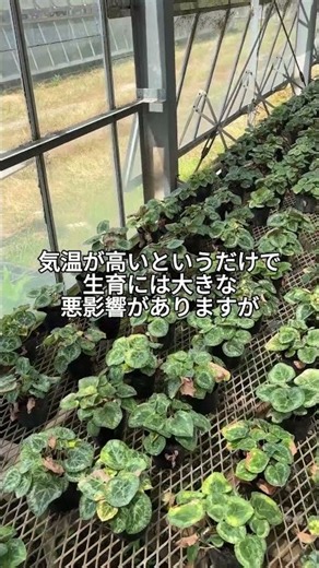 直射日光による甚大な悪影響 #シクラメン #シクラメンの育て方 #増田園芸