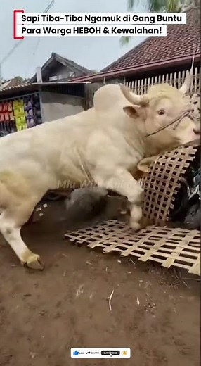 😱SAPI 1,5 TON LEPAS di GANG BUNTU, SEMUA WARGA PANIK! #sapi #cow #sapijumbo #animals #shorts