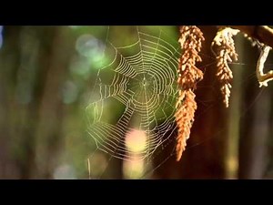 Rainforest-30 seconds