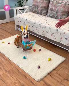 5.8K views · 11 reactions | Corgi creates Easter magic for a family | Tips & Tricks | Facebook