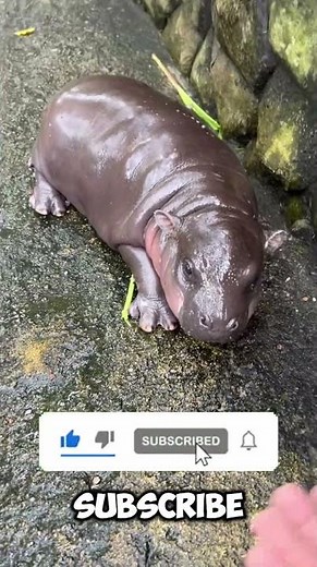 Why hippos🦛 pooping like this?💩😨