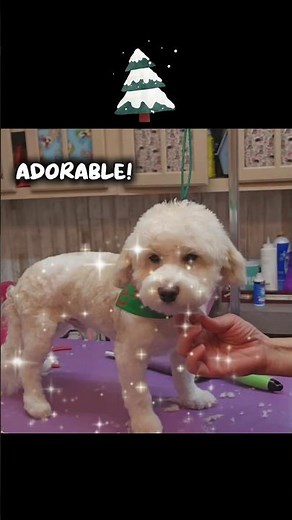 HAVANESE POODLE puppy haircut & #grooming #groomer #cutepets