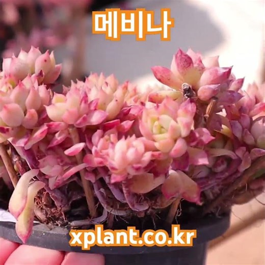 메비나 / 다육이 다육식물 succulents 多肉植物 다육싸게파는곳 다육이키우기 다육이종류 다육이물주기 суккуленты эхеверия
