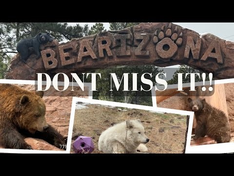 Bearizona - Drive through wildlife park in Arizona - USA