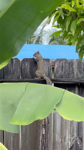 My backyard buddies 🐿️