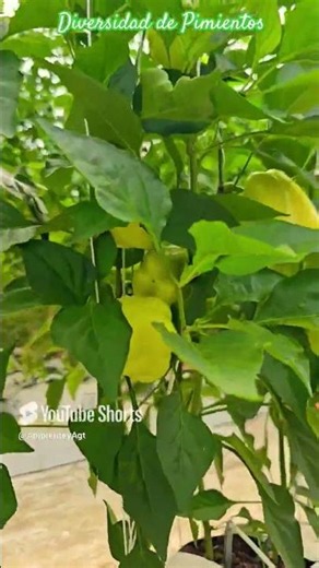 Cultivo de Frijol 🌱🌱🌱🌎🇬🇹#plantas #agricultura #jardines #flowergarden