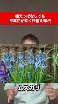 🌷 一度植えたら、毎年花を楽しめる!?