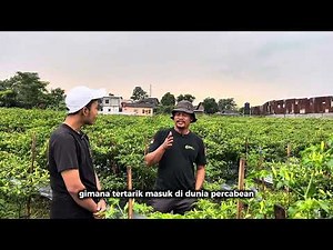 Young millennial farmer successfully plants 10,000 chilies