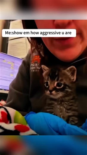 55K views · 2.2K reactions | Funny cat #funnycat #cat #funnyvideos #funnytiktok #tiktokcats #f... | Everly Monroe | Facebook