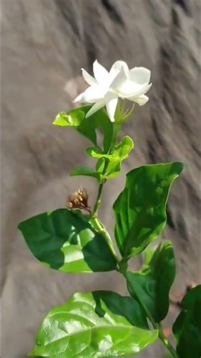 A cute jasmine flowers யாருக்கெல்லாம் இந்த பூ பிடிக்கும்...