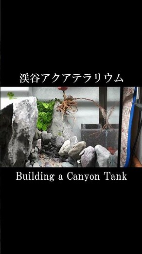 渓谷アクアテラリウムの立ち上げ方 〜川のせせらぎとと深い渓谷〜｜パルダリウム｜アクアリウム｜水槽｜作り方