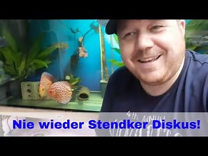 Never again a Stendker Discus! My experiences and why I wouldn't buy a Stendker Discus again.