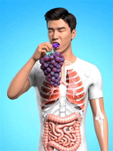 The Amazing Journey of Graphs Inside Your Body - Part 2