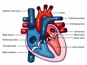 Understanding Your Heart: Anatomy & Physiology (Chapter 2)