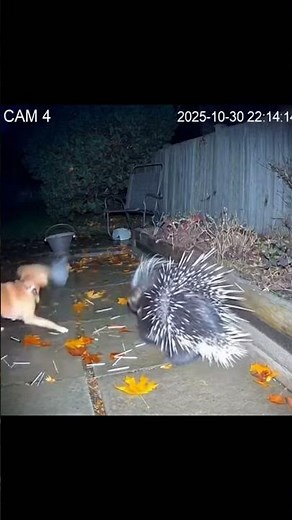 Dog vs Porcupine Caught on Camera Quills Everywhere!