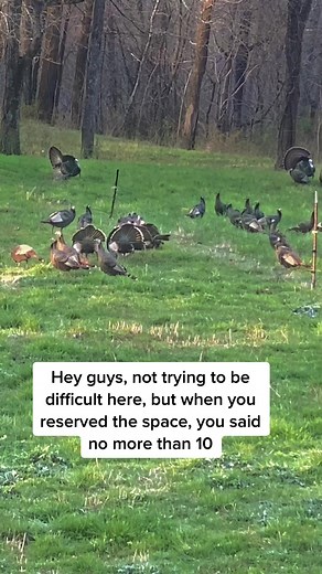 The sounds of a Spring morning in Tennessee! #soundsofspring #soundsofnature #turkeys #wildturkeys #gobblers #toms #turkeytakeover