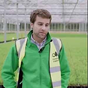 386 reactions · 45 shares | It's National Tree Week, and we're taking you behind the scenes at our tree nursery!  Did you know that our glasshouse is the largest dedicated to growing forest trees in the UK? A whopping 3.5 million trees grow from seed here each year  From seed to sapling, discover how we grow trees to replant and create sustainable forests and woodlands in England  | Forestry England | Facebook