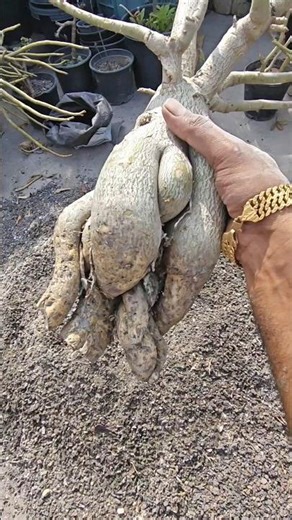 || easy and fast repoting for maximum adenium flower || Adenium care ASMR