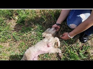 Sick puppy was found abandoned, left there to die of thirst and hunger?