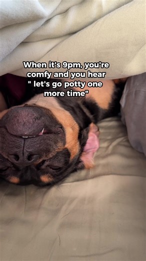 Funny Dog Bathroom Break Moments