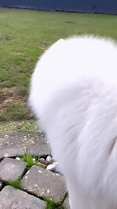 186K views · 10K reactions | Light day  | Samoyed Overload | Facebook