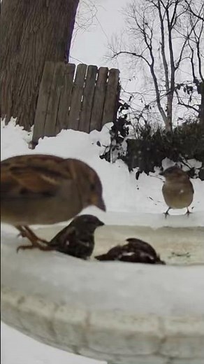 Expensive Commercial Birds