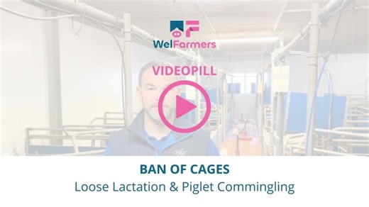VIDEOPILL BAN OF CAGES: Loose Lactation Piglet Commingling | WelFarmers