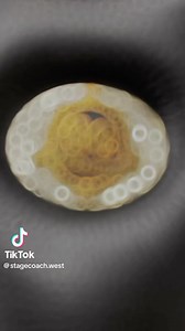 26 reactions | GG (Gypsy Gold) saddles produced by @Stagecoach West #stagecoachwest #saddles #horses #equine #family #tack #horse #gypsyvanner #craftsmanship #leather #ride #horseback #luxury | Gypsy Gold Horse Farm | Facebook