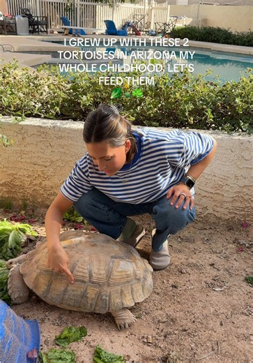 I’m in the will for these two 🫣🐢🥬 #tortoise #sulcatatortoise #tortoiseinarizona #kimberlyoconnell #tortoiseeating