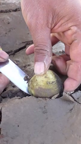 Expert Wildlife Trapping Techniques You Have to See to Believe