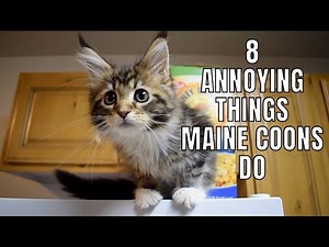 8 ANNOYING Things Maine Coons Do (Part 1) 😼