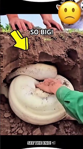 I surprised them! 🐍 Massive Python Deep Inside! #Shorts