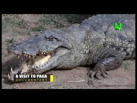A visit to Paga Crocodile Pond