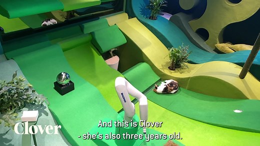 4.6K views · 688 reactions | Can AI make cats happier? Every day Clover, Pumpkin and Ghostbuster spend a few hours inside a utopia for cats. Their every need is catered for and an expert in cat behaviour watches over them. An Artificial Intelligence offers games for the cats using a robot arm. And a computer vision system observes how they interact. Day by day the AI aims to make the cats happier. This is Cat Royale. Tune in every day to see what happens. | Blast Theory | Facebook